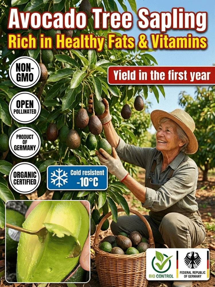 Variety Mexican Avocado Sapling (Fruits in First Year)