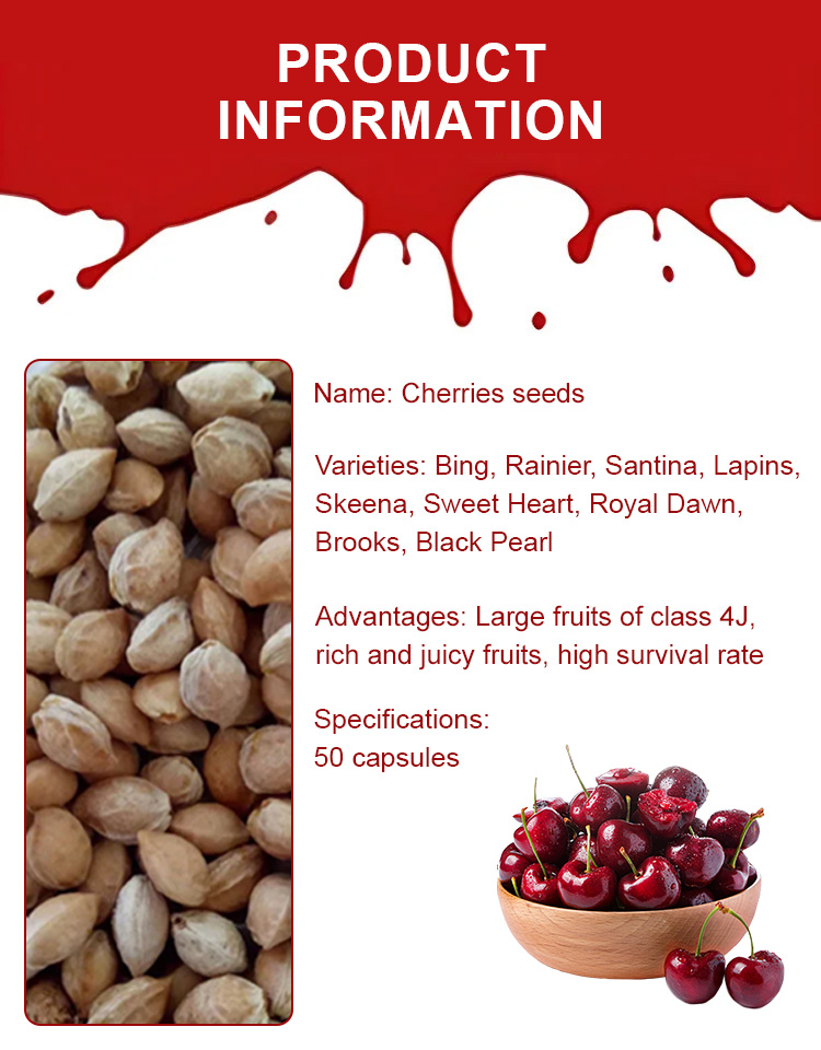 【High Germination Rate】Giant Chilean Ruby Cherry Seeds | Multi-Variety Home Orchard Mix 🍒🌱