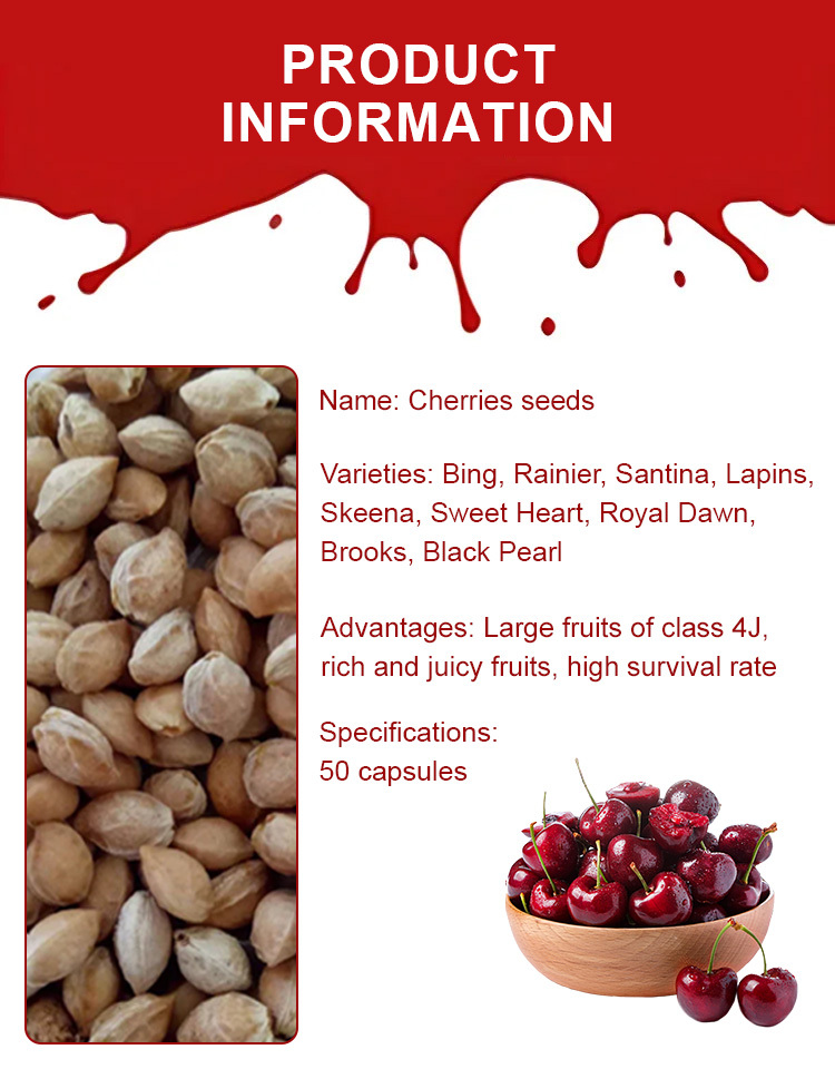 【High Germination Rate】Giant Chilean Ruby Cherry Seeds | Multi-Variety Home Orchard Mix 🍒🌱