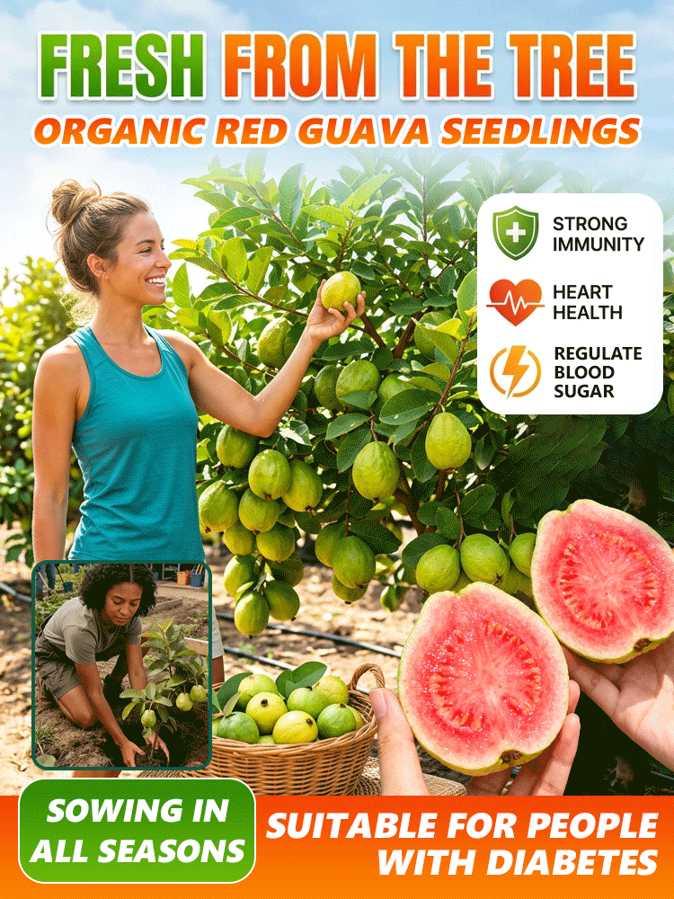 [Vitamin C Bomb] Organic Red Guava Saplings【Fresh avocados at home. Plant now, harvest this year! 】