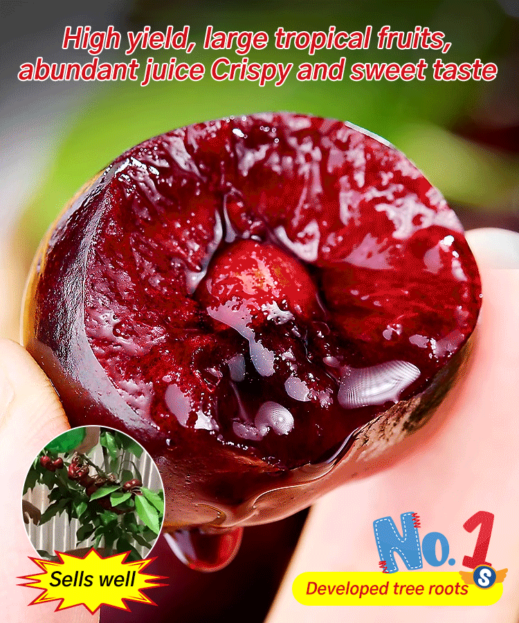 【No fruit, full refund】A Breakthrough by Yale University and the USDA! This cherry is a hybrid of Japan's finest Sato Nishiki variety and Washington's Bing cherry.