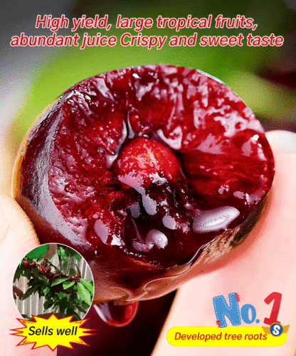 【No fruit, full refund】A Breakthrough by Yale University and the USDA! This cherry is a hybrid of Japan's finest Sato Nishiki variety and Washington's Bing cherry.