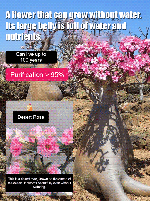【The Queen of Flowers】Desert Rose bulbs. Blooms in temperatures from -20°C to 40°C. Plant once, blooms every year！