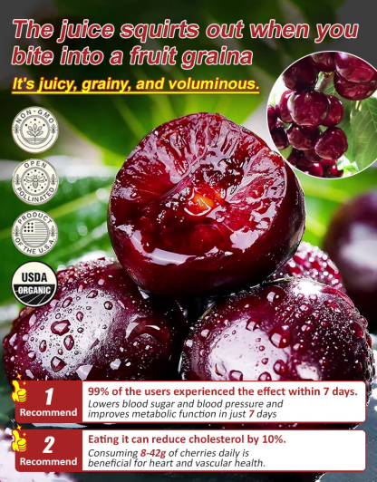 【High Germination Rate】Giant Chilean Ruby Cherry Seeds | Multi-Variety Home Orchard Mix 🍒🌱