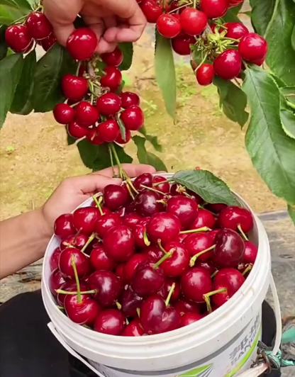 【High Germination Rate】Giant Chilean Ruby Cherry Seeds | Multi-Variety Home Orchard Mix 🍒🌱
