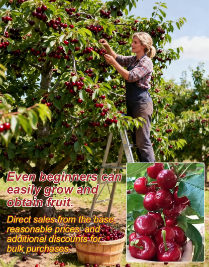 【High Germination Rate】Giant Chilean Ruby Cherry Seeds | Multi-Variety Home Orchard Mix 🍒🌱