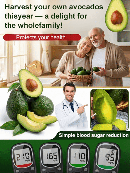 Variety Mexican Avocado Sapling (Fruits in First Year)