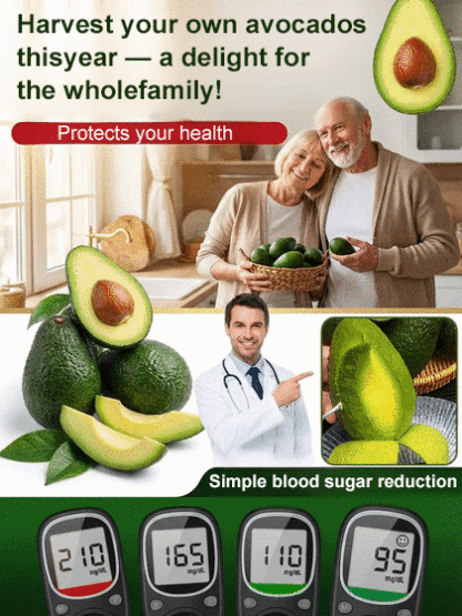 Variety Mexican Avocado Sapling (Fruits in First Year)