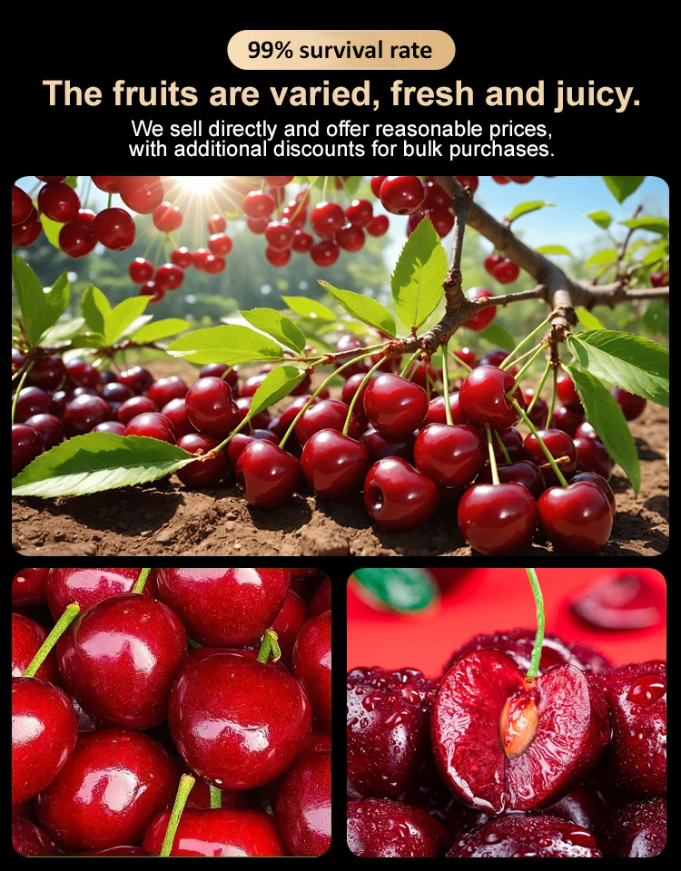 【High Germination Rate】Giant Chilean Ruby Cherry Seeds | Multi-Variety Home Orchard Mix 🍒🌱