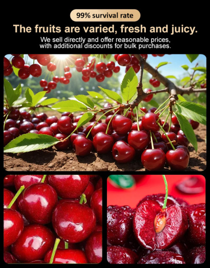 【High Germination Rate】Giant Chilean Ruby Cherry Seeds | Multi-Variety Home Orchard Mix 🍒🌱