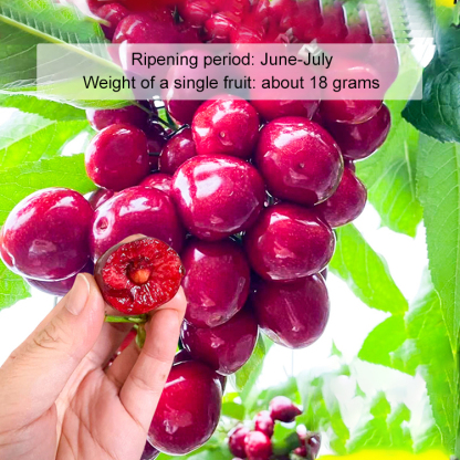 【No fruit, full refund】A Breakthrough by Yale University and the USDA! This cherry is a hybrid of Japan's finest Sato Nishiki variety and Washington's Bing cherry.