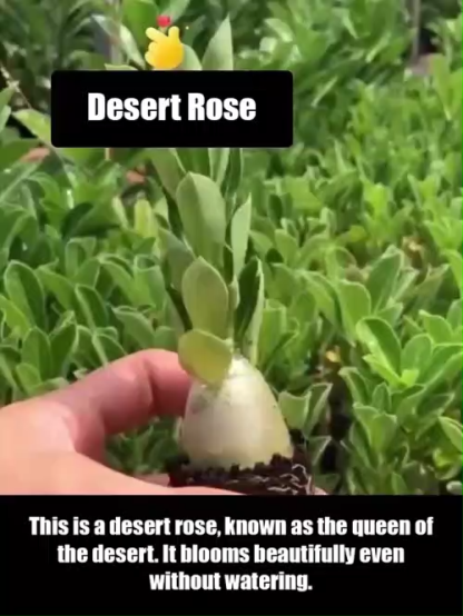 【The Queen of Flowers】Desert Rose bulbs. Blooms in temperatures from -20°C to 40°C. Plant once, blooms every year！You can smell its fragrance from half a mile away!