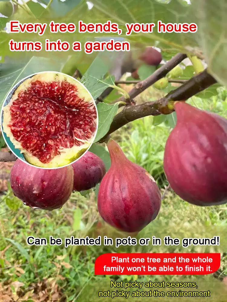 [Enjoy fresh fruit daily] Fig seedlings imported from Greece【Alive on Arrival Guarantee】