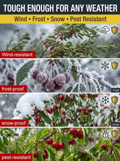 【No fruit, full refund】This cherry is a hybrid of Japan's finest Sato Nishiki variety and Washington's Bing cherry.