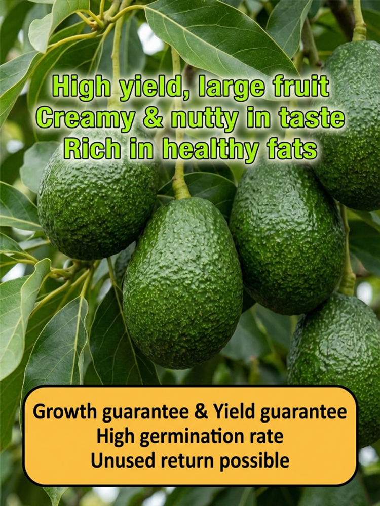 Variety Mexican Avocado Sapling (Fruits in First Year)