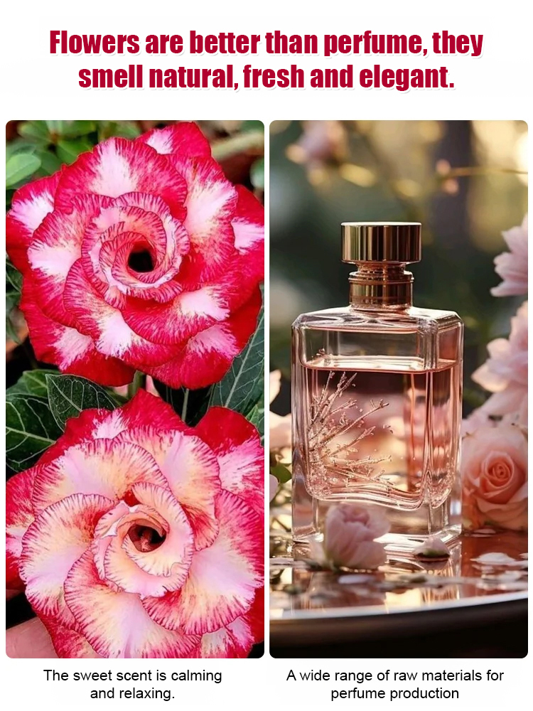 【The Queen of Flowers】Desert Rose bulbs. Blooms in temperatures from -20°C to 40°C. Plant once, blooms every year！