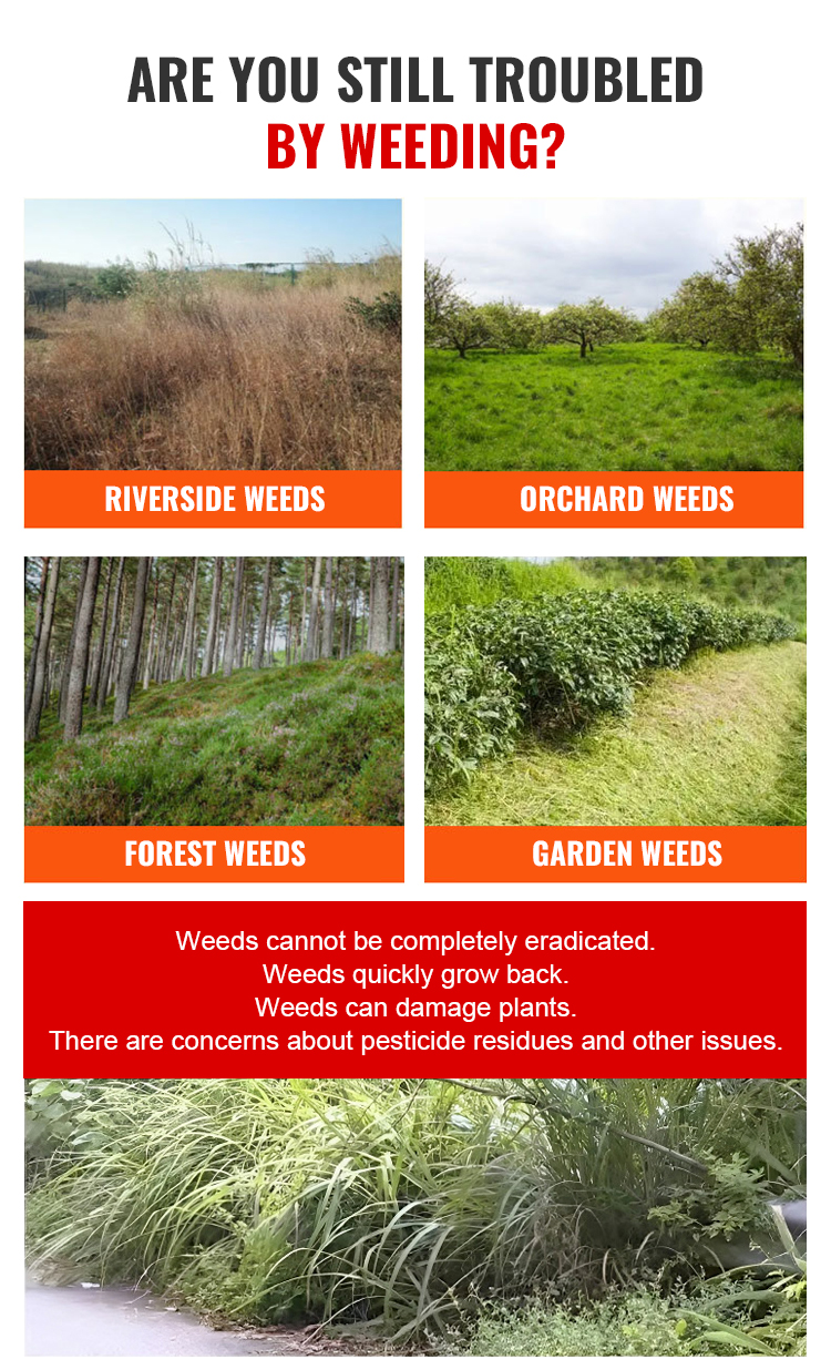 Glufosinate-Ammonium Herbicide for Orchard Weed Control