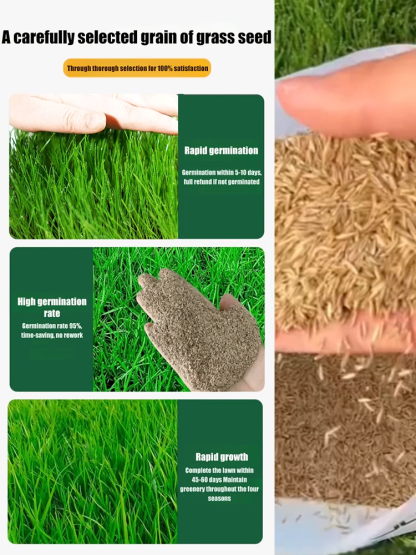 [99% Germination Rate] 【Dutch Technology 】High-Density Repair Formula！7-Day Germination Grass Seed – Limited Sale of Newest Improved Variety