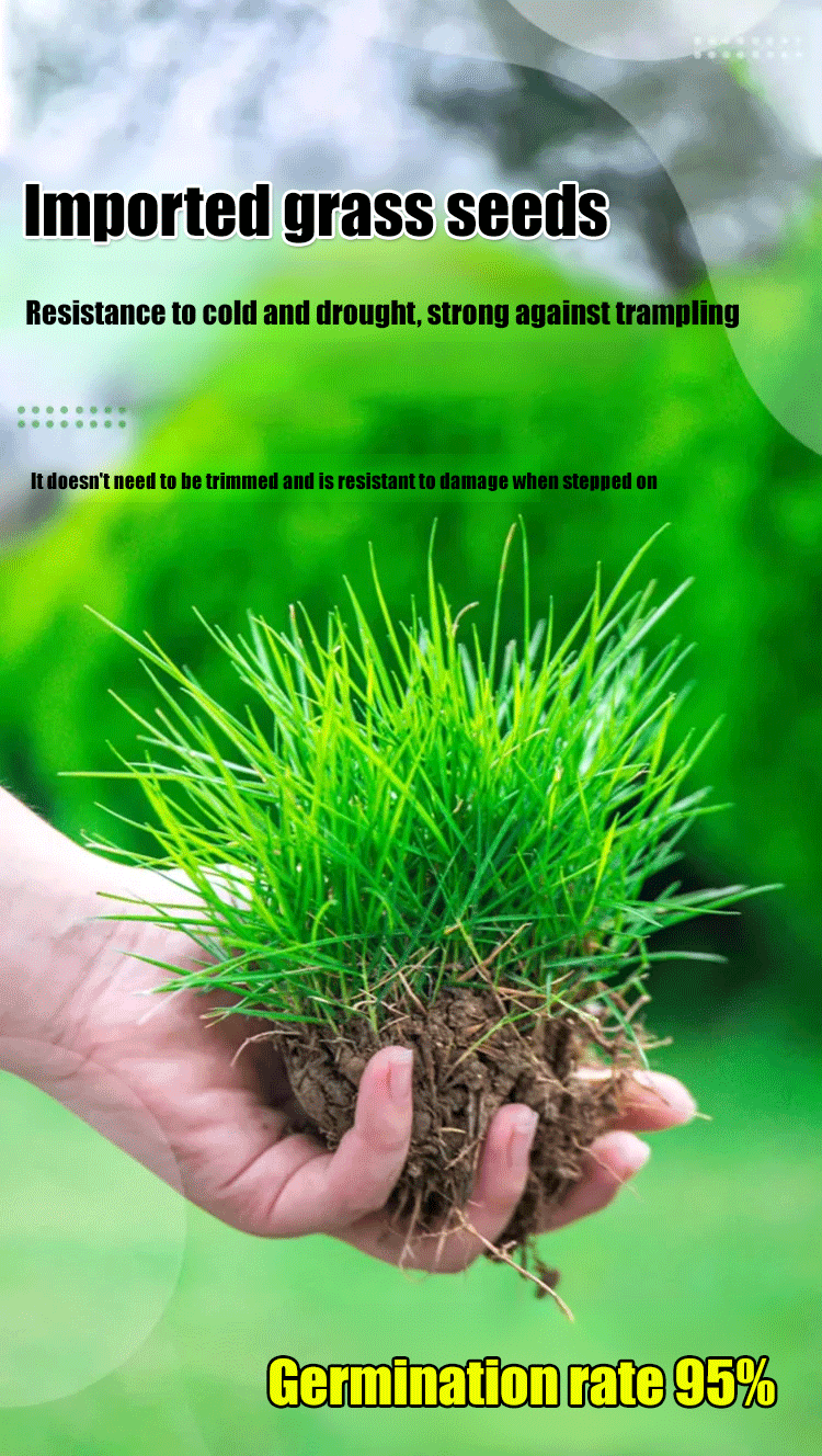 High-Density Repair Grass Seed - Dutch Technology Fast Germination Lawn Seed (7-Day Growth, 99% Germination Rate)