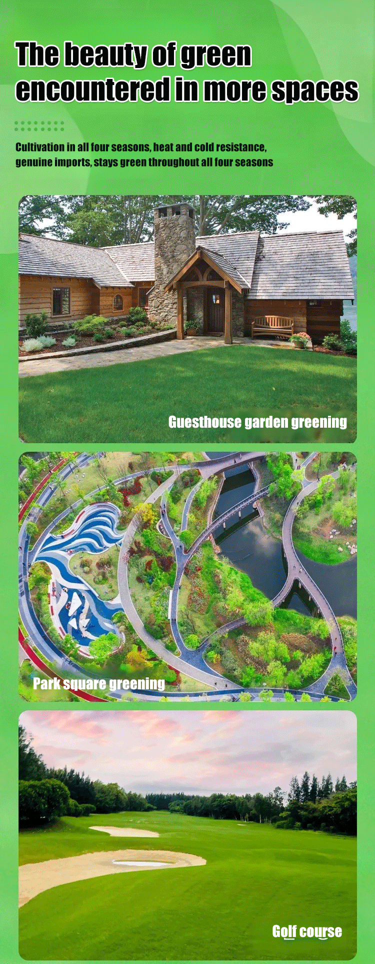 High-Density Repair Grass Seed - Dutch Technology Fast Germination Lawn Seed (7-Day Growth, 99% Germination Rate)