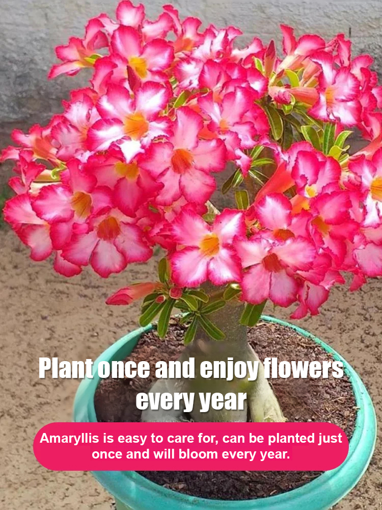 【The Queen of Flowers】Desert Rose bulbs. Blooms in temperatures from -20°C to 40°C. Plant once, blooms every year！