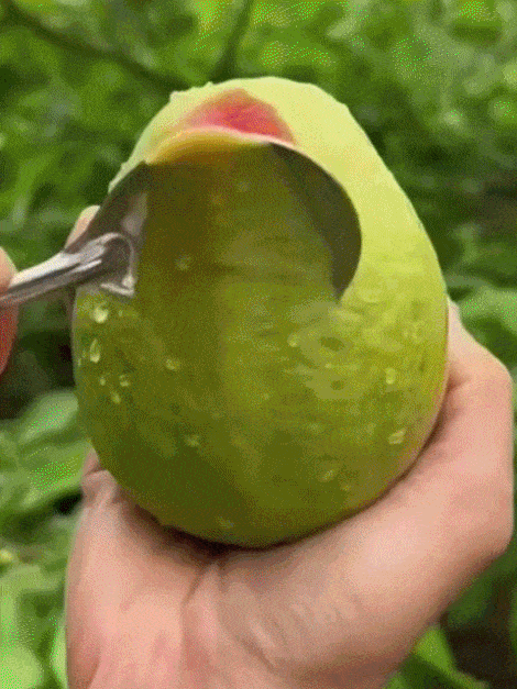 [Vitamin C Bomb] Organic Red Guava Saplings【Fresh avocados at home. Plant now, harvest this year! 】