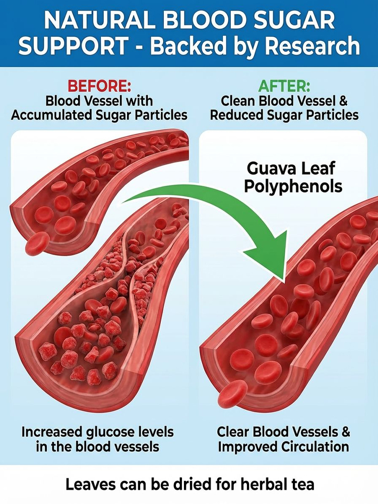 [Vitamin C Bomb] Organic Red Guava Saplings【Fresh avocados at home. Plant now, harvest this year! 】