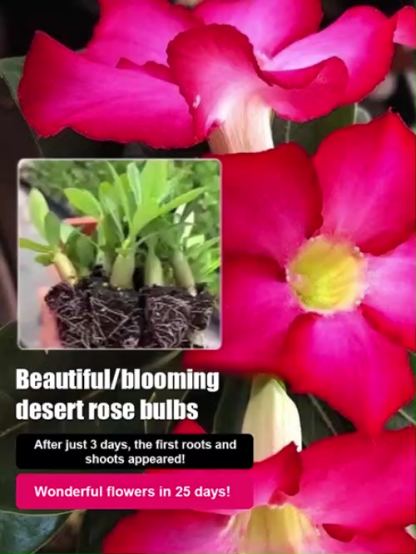 【The Queen of Flowers】Desert Rose bulbs. Blooms in temperatures from -20°C to 40°C. Plant once, blooms every year！You can smell its fragrance from half a mile away!