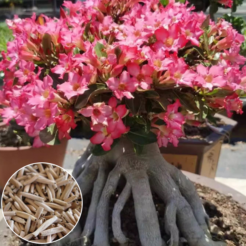 【Water and live for 100 years】 Desert Queen Rose | Low Maintenance Bloom with Luxury Scent and Air Purifying Powers 🌹✨