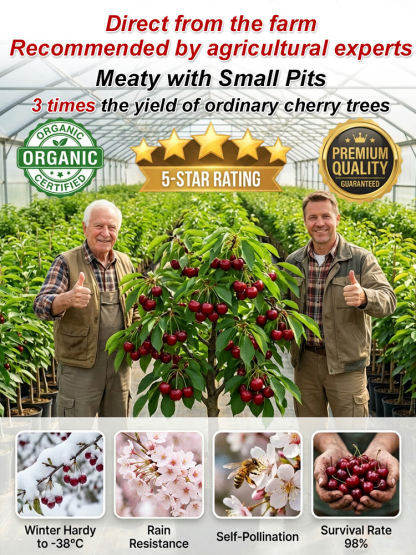 【No fruit, full refund】This cherry is a hybrid of Japan's finest Sato Nishiki variety and Washington's Bing cherry.