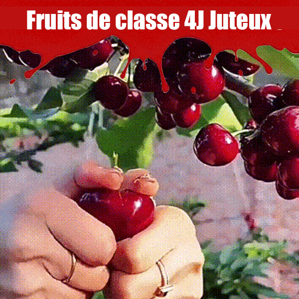 Planter des graines pour les semis de Chelsea