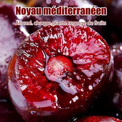 Planter des graines pour les semis de Chelsea