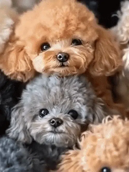 Mon chiot robot réaliste Mon chiot robot en peluche à poils courts