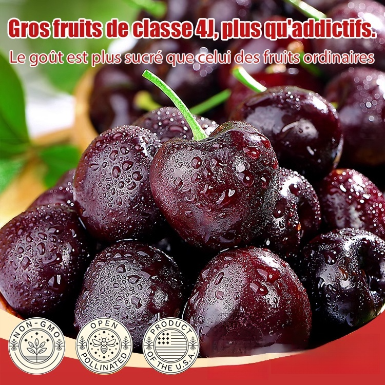 Planter des graines pour les semis de Chelsea