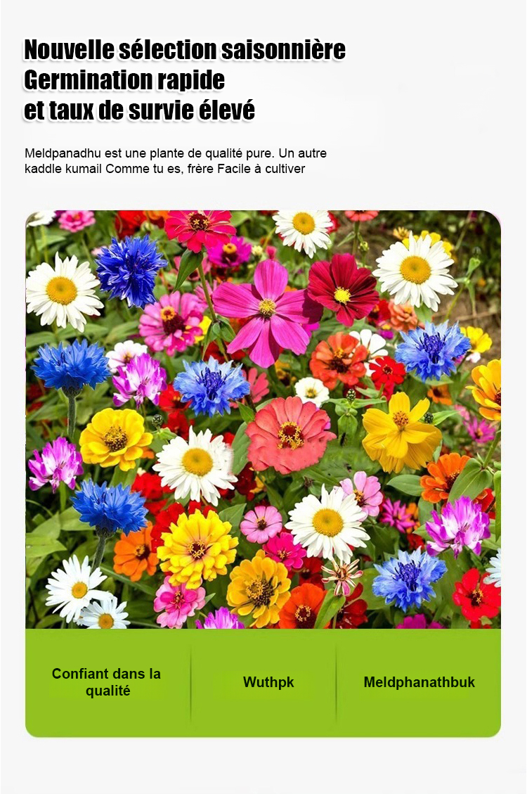 翻译件-JC-【四季开花】花海组合种子-1243804-系统-(1)_07.jpg