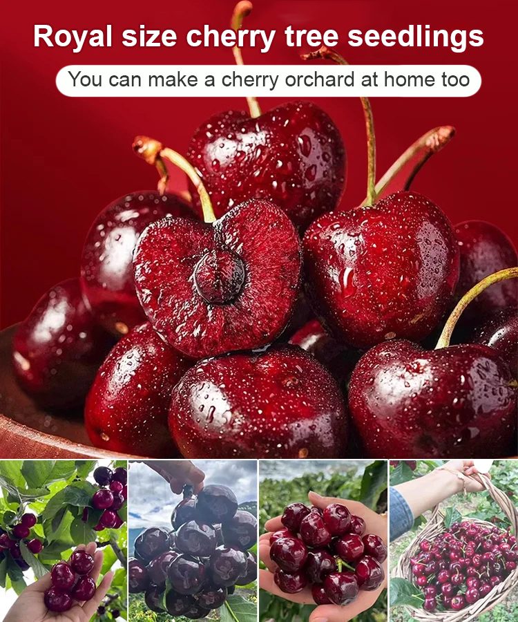 【Only 200 first-batch saplings left!】 Chile’s top 4J sweet cherry—ping pong ball size, 20% sugar content ❤️ 3-year grafted trees ship direct—harvest as soon as May