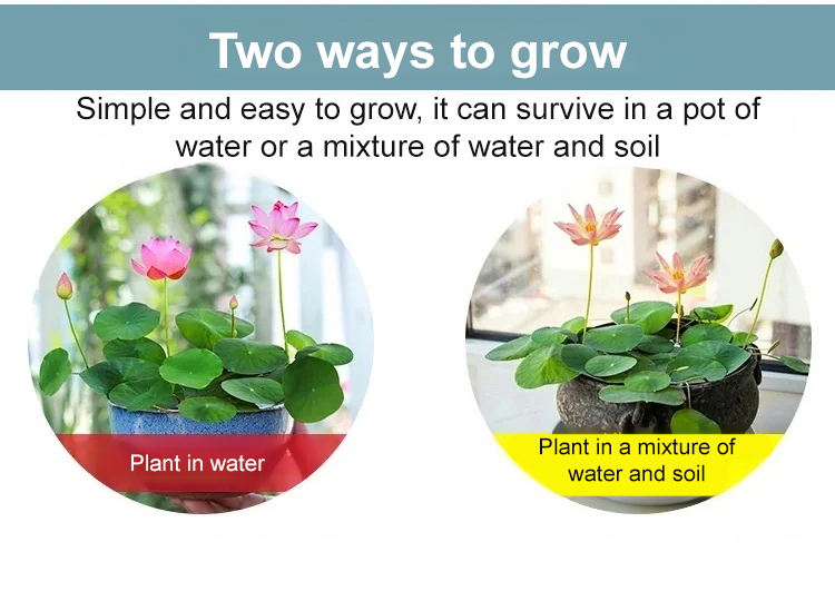 【转运招财】观赏水培碗莲_15.jpg