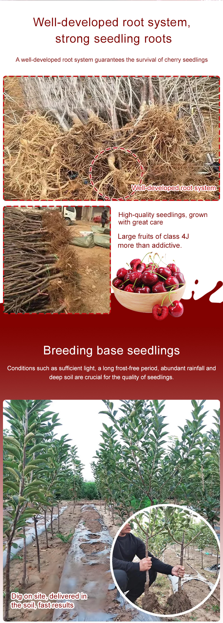 Chilean Chelsea Seeds - Imported Easy-Grow Compact Balcony Plant Seeds