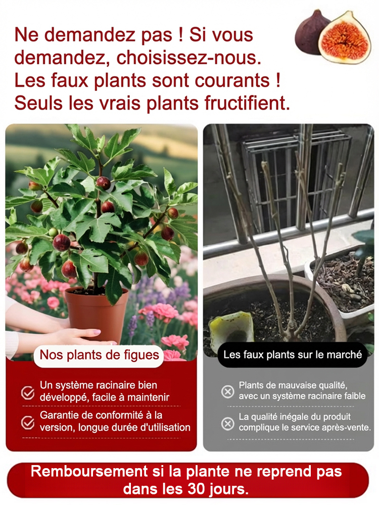 【Garantie de Reprise 100%】 Figuier de Grècede 2 ans | Rustique jusqu'à -20°C | Idéal Balcon & Jardin | Récolte dès cet été 🟣🌳