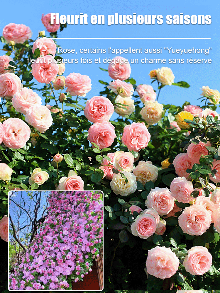 【Fleurissement toute l'année】 Graines de rosier grimpant Royal Garden | Floraison rapide en 30 jours | Floraison jusqu'à 300 jours 🌹🌿