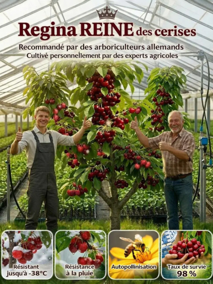 [Récolte Garantie ou Remboursé] Cerisier Doux Regina XXL | Plant Robuste de 2 Ans | Récolte la Première Année | Idéal Balcon ou Jardin | Résiste à -20°C 🍒🌳