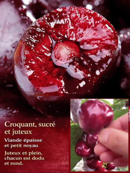 【Garantie de Reprise à 100%】Cerisier Nain XXL de 4 Ans | Récolte Dèsla 1ère Année | Idéal pour Maison et Jardin | Rustique jusqu'à -20°C | 1 Acheté = 1 OFFERT 🍒