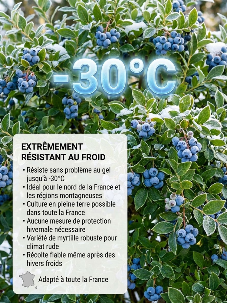 Pas de Fruits,100% Remboursé | Myrtillier Bio 🫐 | Plant 2 Ans en Motte |Récolte Dès Juin | Facile et Rustique | Rendement 10kg | Soin des Yeux🌿
