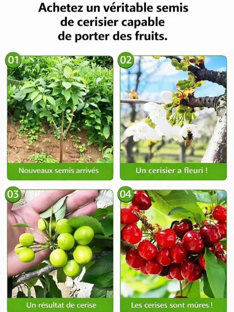 [Récolte Garantie ou Remboursé] Cerisier Doux Regina XXL | Plant Robuste de 2 Ans | Récolte la Première Année | Idéal Balcon ou Jardin | Résiste à -20°C 🍒🌳