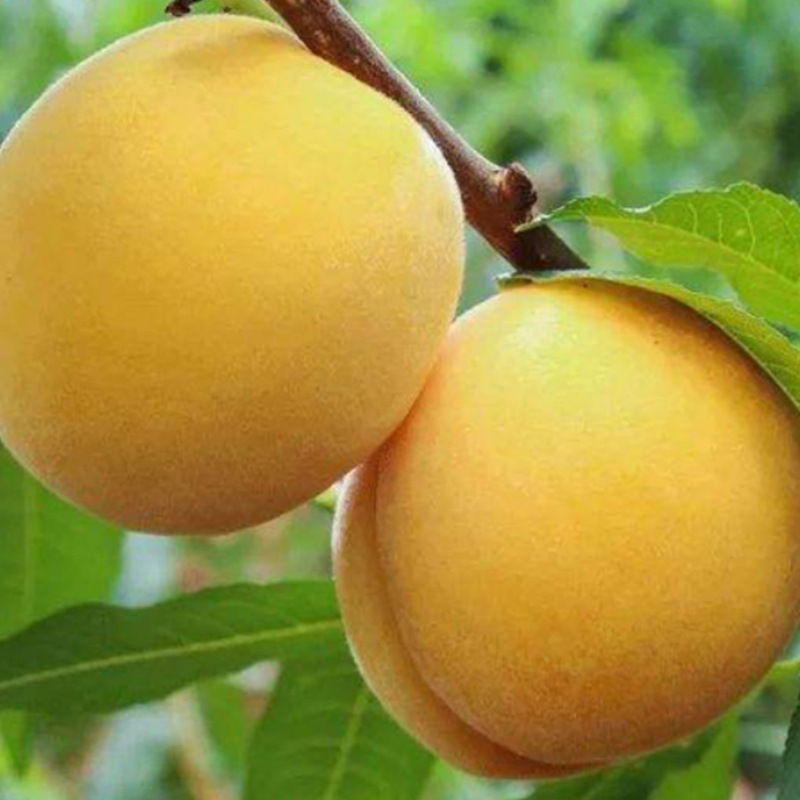 [Résultats de fructification en 3 mois]Plant de PêcherJaune Géant | Convient aux débutants | Pollinisation des fleurs🍑🌿