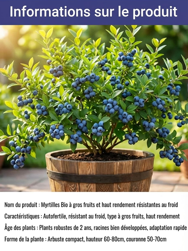 Pas de Fruits,100% Remboursé | Myrtillier Bio 🫐 | Plant 2 Ans en Motte |Récolte Dès Juin | Facile et Rustique | Rendement 10kg | Soin des Yeux🌿