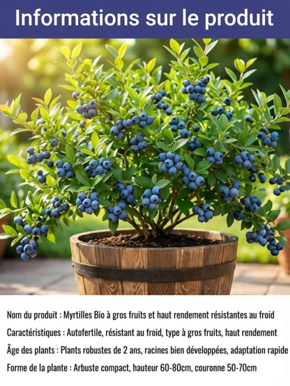 Pas de Fruits,100% Remboursé | Myrtillier Bio 🫐 | Plant 2 Ans en Motte |Récolte Dès Juin | Facile et Rustique | Rendement 10kg | Soin des Yeux🌿