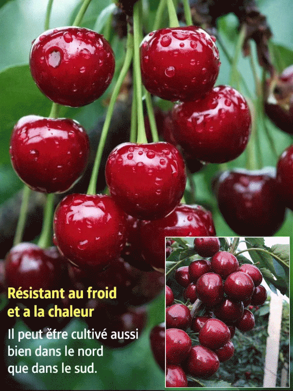 【Garantie de Reprise à 100%】Cerisier Nain XXL de 4 Ans | Récolte Dèsla 1ère Année | Idéal pour Maison et Jardin | Rustique jusqu'à -20°C | 1 Acheté = 1 OFFERT 🍒