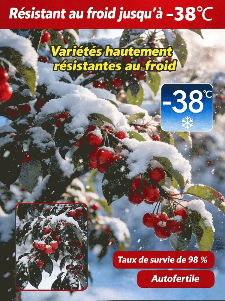 【Garantie de Reprise à 100%】Cerisier Nain XXL de 4 Ans | Récolte Dèsla 1ère Année | Idéal pour Maison et Jardin | Rustique jusqu'à -20°C | 1 Acheté = 1 OFFERT 🍒