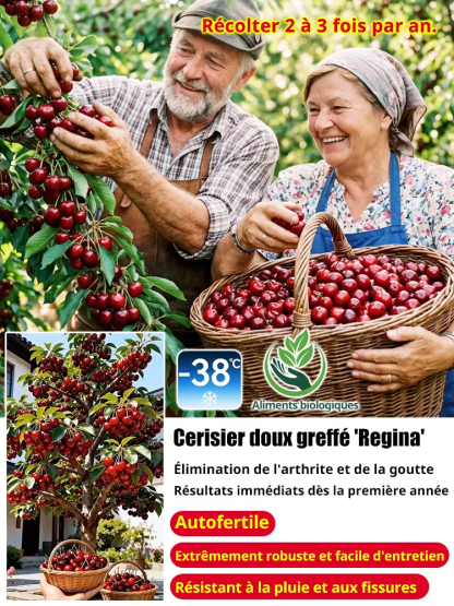[Récolte Garantie ou Remboursé] Cerisier Doux Regina XXL | Plant Robuste de 2 Ans | Récolte la Première Année | Idéal Balcon ou Jardin | Résiste à -20°C 🍒🌳
